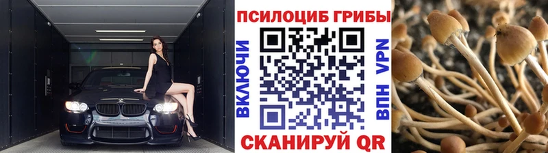 продажа наркотиков  Кашира  Псилоцибиновые грибы GOLDEN TEACHER 